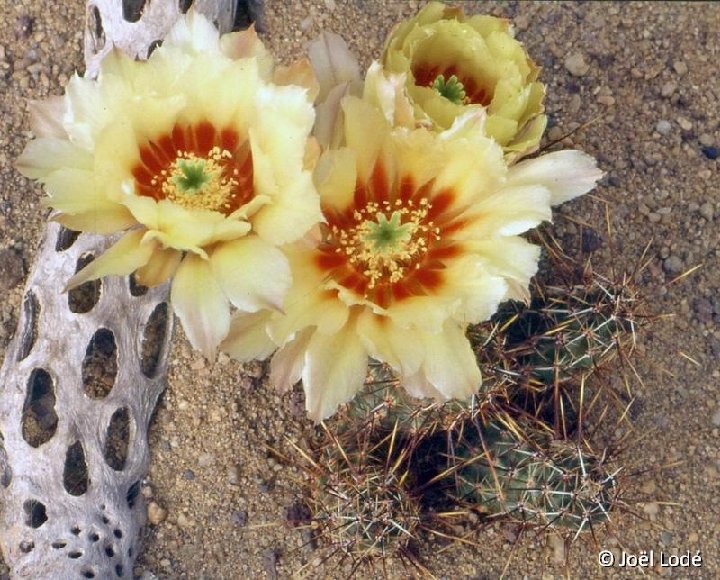 Echinocereus papillosus ©JLcoll.1225